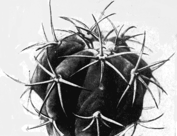  23. Echinocactus horisonthalonius Lem