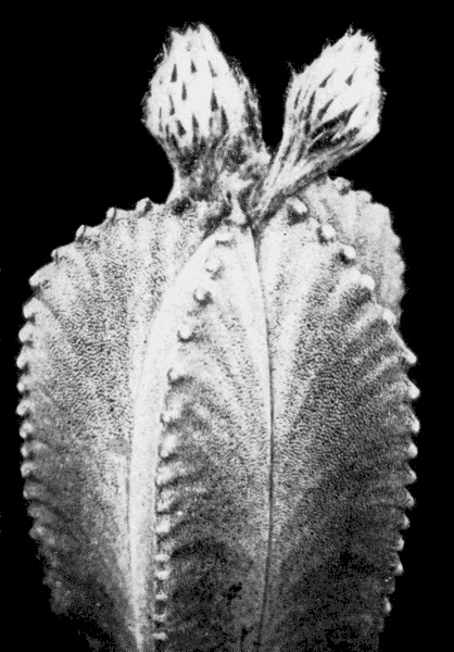  27. Astrophytum myriostigma Lem