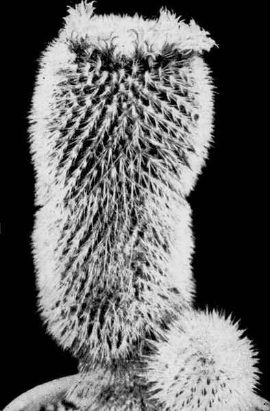  45. Mammillaria spinosissima Lem