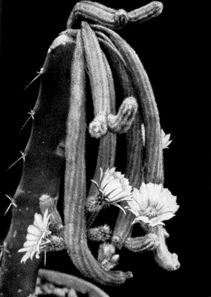  22. Wilcoxia, albiflora, Backeb.,   Eriocereits guehlichii (Speg.) Berber 