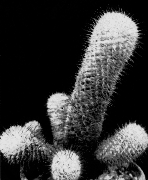  41. Mammillaria bombycina Quehl