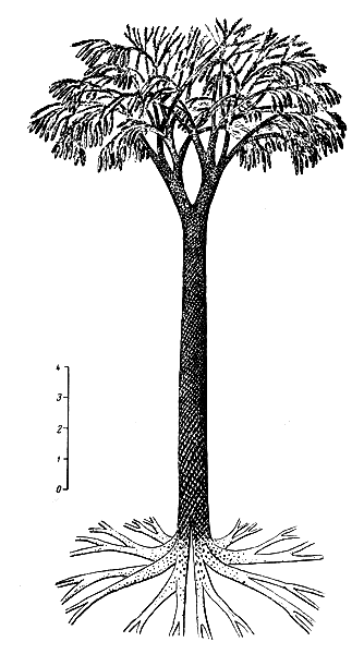 . 7.   Lepidodendron obovatum Sternb.    