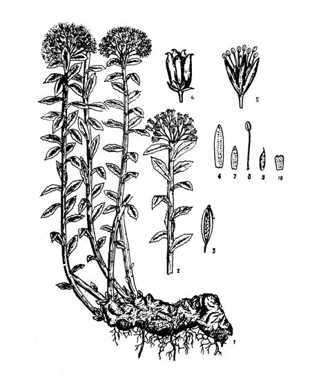 . 2. Rhodiola rosea L.: 1   , 2     , 3    , 4   , 5   , 6  , 7  , 8  , 9  , 10   . 