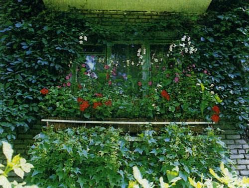Композицию из ярких цветов, украшающих окно на первом этаже (на солнечной стороне), дополняют вьющиеся растения, растущие на газоне