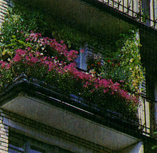 Обилие света способствует выращиванию на балконе многих цветочных растений