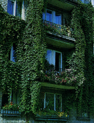 Удачная композиция озеленения окна и балконов, объединенная лианой