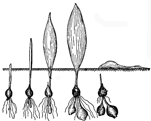 Рис. 3. Развитие сеянца тюльпана на третий год жизни 
