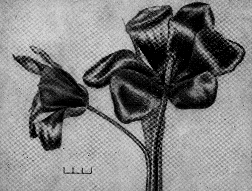 Рис. 6. Тюльпан Великий (Т. ingens Hoog)