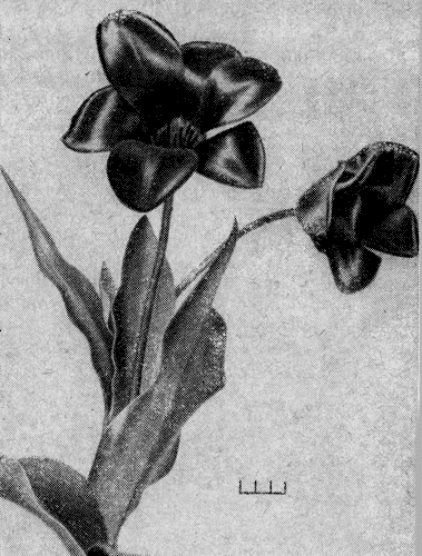 Рис. 7. Тюльпан Фостера (Т. Fosteriana Irv.) 