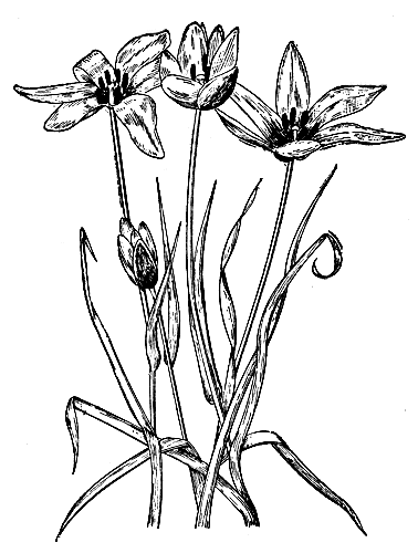 Рис. 8. Тюльпан Клюзиуса (Т. Clusiana D. С.)