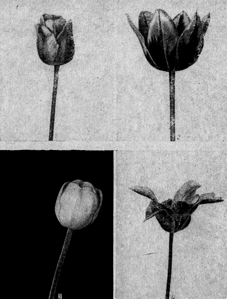  Рис. 11. Форма цветной тюльпанов: 1 - бокаловидная; 2 - чашевидная; 3 - шаровидная; 4 - лилейная 