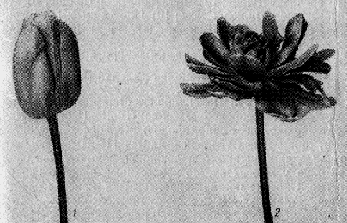 Рис. 12. Форма цветков тюльпанов: 1 — овальная; 2 — пионовидная, или махровая