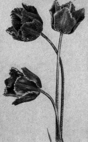 Рис. 18. Попугайный тюльпан, сорт Сандью 