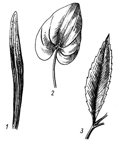 Рис. 8 Жилкование листьев: 1 — параллельное; 2 — дуговое; 3 — перистое