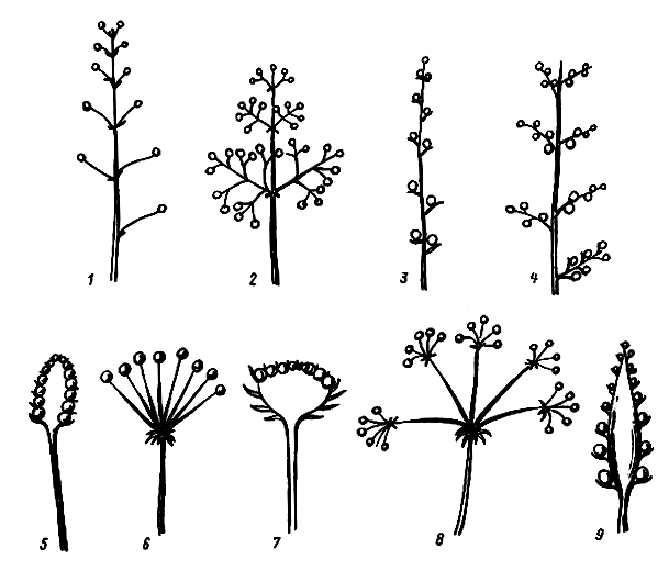  Рис. 10 Распространенные типы соцветий: 1 — кисть; 2 — метелка; 3 — простой колос; 4 — сложный колос; 5 — головка; 6 — простой зонтик; 7 — корзинка; 8 — сложный зонтик; 9 — початок 