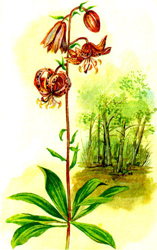 Лилия кудреватая (лилия царские кудри, лилия-саранка)