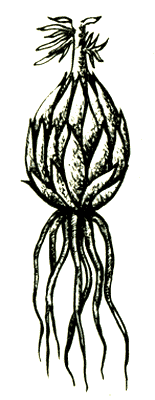 Луковица лилии кудреватой (лилии царские кудри, лилии-саранки)