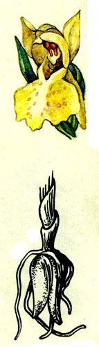 Цветок и корень пальчатокоренника бузинного 