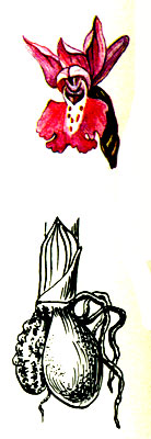 Клубень и цветок ятрышника мужского 