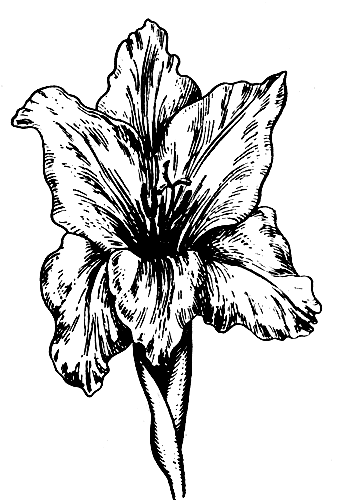 Рис. 1. Цветок гладиолуса 