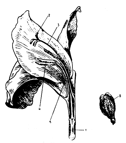 Рис. 2. Цветок в разрезе