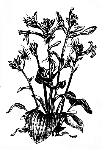 Почвопокровные растения для теневых влажных участков: функия ланцетолистная