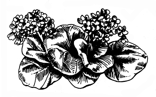 Растения для альпинариев и каменистых участков: бадан толстолистный