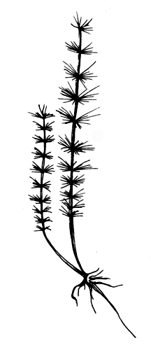 Растения для искусственных водоемов (мелководные): хвостник обыкновенный
