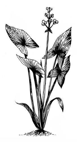 Растения для искусственных водоемов (мелководные): стрелолист