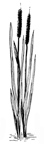 Растения для искусственных водоемов (мелководные): рогоз широколистный