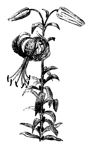 Рис. 13. Тигровая лилия с бульбочками