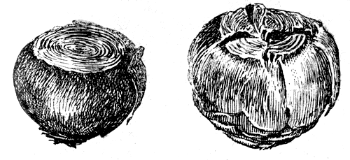 Рис. 14. Подготовка луковицы гиацинта к размножению (справа препарированная луковица)