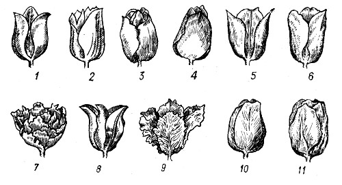 Рис. 24. Основные группы садовых тюльпанов: 1 - простые ранние - 2 - Дарвина; 3, 4 - Менделя; 5, 6 - Триумф; 7 - макровые ранние; 8 - лилиецветные; 9 - попугайные; 10, 11 - дарвиновские гибриды 