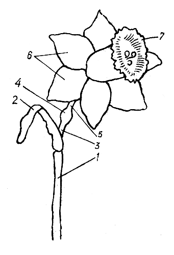  Рис. 25. Цветок нарцисса: 1 — цветоносный стебель; 2 — кроющий лист; 3 — цветоножка; 4 — завязь; 5 — цветочная трубка; 6 — доли околоцветника; 7 — трубка (коронка)