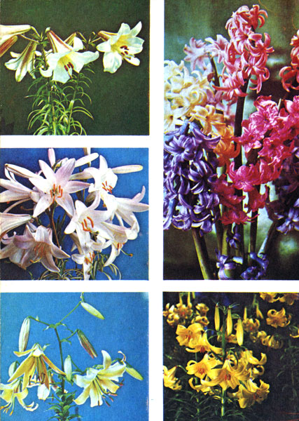 Таблица VIII. Луковичные культуры: лилия регале, гиацинты, лилии (кандидум, гибридная Америкен Бьюти, Шовица)
