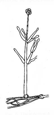 Рис. 5. Плодоношение гриба Verticillium albo-atrum