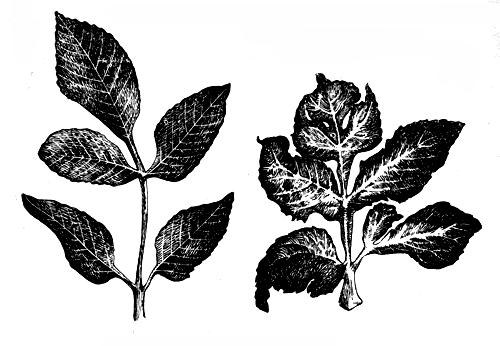 Рис. 10. Мозаика георгины (по Божнянскому). Слева — здоровый экземпляр, справа — больной