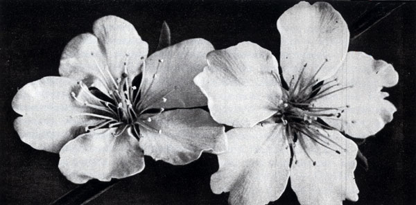 Flowers of almond