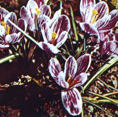 Фиолетово-белые крокусы в Никитском ботаническом саду