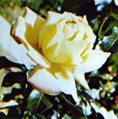 Желтая роза в Никитском ботаническом саду