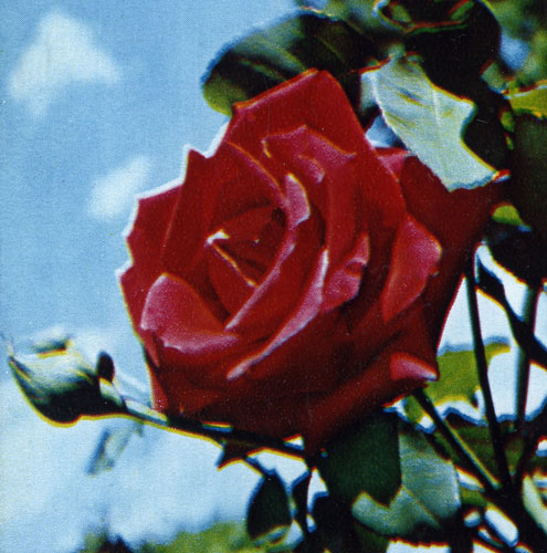 Красная роза в Никитском ботаническом саду