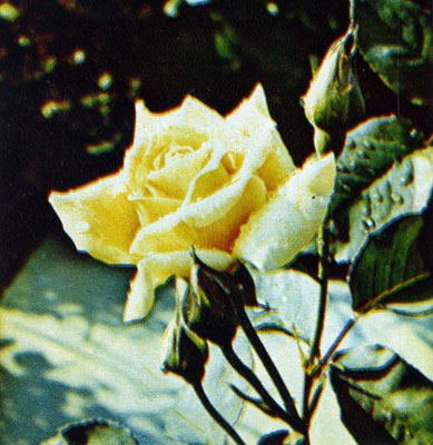 Желтая роза с бутоном в Никитском ботаническом саду