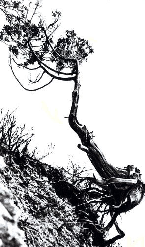 Дерево, словно паук, взбирающиеся по склону в Никитском ботаническом саду 