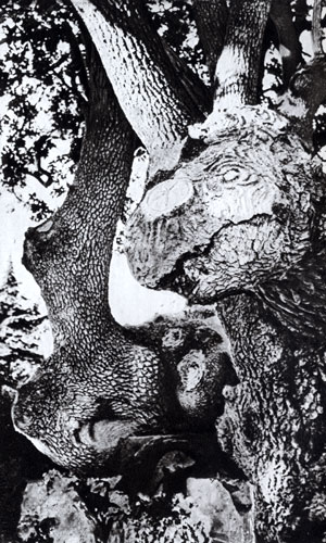 Ствол дерева, похожий на динозавра в Никитском ботаническом саду