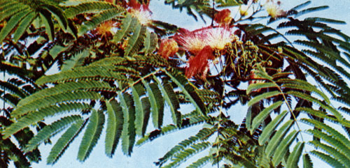 Acacia of Lenkoran is in flower on hot days in June