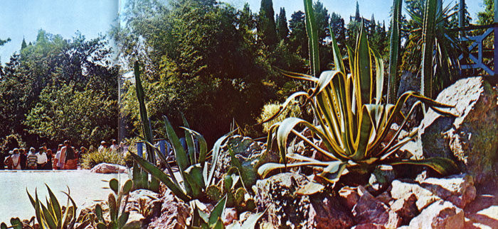 Hill of succulents. In the foreground: cacti and agava
