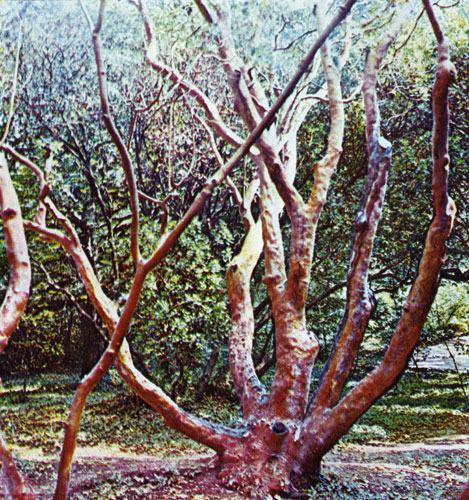 Земляничник мелкоплодный — реликтовое вечнозеленое дерево Южного берега Крыма. Охраняется государством