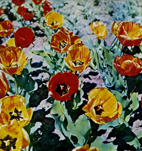 Цветут тюльпаны