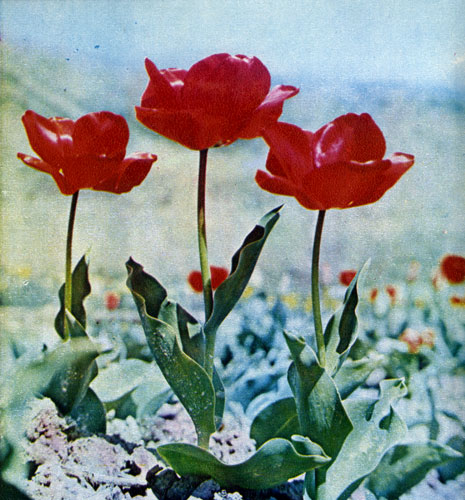 Цветут тюльпаны