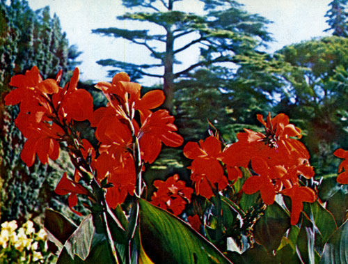The canna is an excellent choice for monumental floral compositions